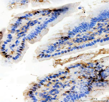 Immunohistochemistry analysis of SAPK4 in mouse colon tissue. SAPK4 antibody was used to stain paraffin-embedded mouse colon tissue after EDTA antigen retrieval (pH 8.0). Positive cytoplasmic staining is present in epithelial cells lining the intestinal crypts, with minimal staining in surrounding connective tissue.
