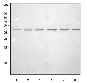 Western blot testing of 1) human HepG2, 2) human HeLa, 3) human A431, 4) rat lung, 5) mouse lung and 6) mouse NIH 3T3 cell lysate with SLUG antibody. Predicted molecular weight ~29 kDa.