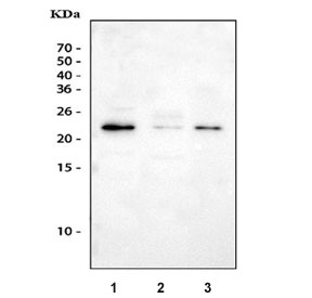 Gremlin 1 Antibody Multi-Species WB. Western blot testing of 1) human A549, 2) rat testis and 3) mouse testis tissue lysate with Gremlin 1 antibody. Expected molecular weight 21~23 kDa.