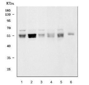 Western blot testing of 1) human K562, 2) human HepG2, 3) human Caco-2, 4) human SiHa, 5) human U-2 OS and 6) rat PC-12 cell lysate with STAU1 antibody. Predicted molecular weight: ~55 kDa (short form) and 63 kDa (long form). The ~55 kDa STAU1 band appears as a doublet in several samples, consistent with phosphorylation-dependent mobility shifts and known N-terminal isoform heterogeneity reported for the STAU1-55 protein.