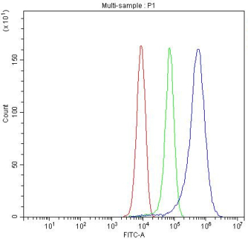 Ceruloplasmin Antibody HepG2 Cell FACS. Flow cytometric analysis of fixed human HepG2 cells using Ceruloplasmin Antibody / Iron Metabolism Protein Antibody demonstrates a pronounced rightward shift of the Ceruloplasmin-positive population (blue) relative to both the isotype control (green) and unstained cells (red), consistent with expression of Ceruloplasmin (CP). Ceruloplasmin is a multicopper ferroxidase that plays a central role in iron metabolism, copper transport, and maintenance of metal ion homeostasis. By catalyzing the oxidation of ferrous iron to ferric iron, Ceruloplasmin facilitates iron transport and utilization while contributing to systemic mineral balance and cellular metabolic regulation. The observed fluorescence shift supports the utility of this antibody for flow cytometric detection of Ceruloplasmin expression. Red=cells alone; Green=isotype control; Blue=Ceruloplasmin antibody.