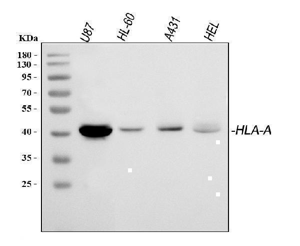 HLA-A Antibody / MHC Class I Antigen Antibody Multi-Cell Line WB. Western blot analysis of 1) human U87, 2) human HL-60, 3) human A431, and 4) human HEL whole cell lysates using HLA-A Antibody / MHC Class I Antigen Antibody. A specific immunoreactive band is detected at approximately 41 kDa in each cell line, consistent with the predicted molecular weight of HLA-A. These results demonstrate reliable detection of HLA-A, a major histocompatibility complex class I molecule involved in antigen presentation to CD8-positive T cells.