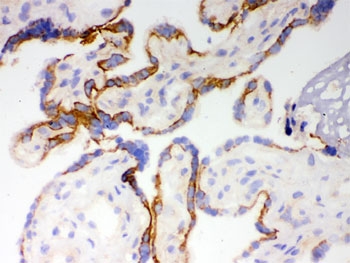 CYP1A1 Antibody Human Placenta IHC (Frozen). IHC staining of frozen human placenta tissue with CYP1A1 antibody demonstrated prominent cytoplasmic staining in trophoblastic cells. CYP1A1 is a heme-containing cytochrome P450 monooxygenase that catalyzes Phase I xenobiotic metabolism and is strongly induced through aryl hydrocarbon receptor (AHR) signaling in response to environmental chemicals. In the placenta, CYP1A1 contributes to the metabolism of xenobiotics at the maternal-fetal interface and is widely studied as a biomarker of environmental exposure during pregnancy. These results support the utility of CYP1A1 Antibody for studies of xenobiotic metabolism, placental biology, AHR signaling, developmental toxicology, and environmental health.