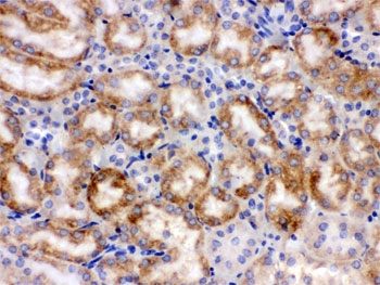 CYP1A1 Antibody Mouse Kidney IHC. IHC staining of FFPE mouse kidney with CYP1A1 antibody demonstrated cytoplasmic staining in renal tubular epithelial cells. CYP1A1 is a heme-containing cytochrome P450 monooxygenase that catalyzes Phase I xenobiotic metabolism and is induced through aryl hydrocarbon receptor (AHR) signaling following exposure to environmental chemicals. In the kidney, CYP1A1 contributes to the oxidative metabolism of endogenous compounds and xenobiotics, supporting detoxification and metabolic homeostasis. HIER was performed by boiling tissue sections in pH 6, 10 mM citrate buffer for 20 minutes followed by cooling prior to staining. These results support the utility of CYP1A1 Antibody for studies of xenobiotic metabolism, drug metabolism, AHR signaling, renal biology, and environmental toxicology.