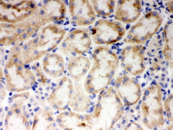 CYP1A1 Antibody Mouse Kidney IHC (Frozen). IHC staining of frozen mouse kidney tissue with CYP1A1 antibody demonstrated cytoplasmic staining in renal tubular epithelial cells. CYP1A1 is a heme-containing cytochrome P450 monooxygenase that catalyzes Phase I xenobiotic metabolism and is induced through aryl hydrocarbon receptor (AHR) signaling following exposure to environmental chemicals. In the kidney, CYP1A1 participates in the oxidative metabolism of endogenous substrates and xenobiotics, contributing to detoxification and metabolic homeostasis. These results support the utility of CYP1A1 Antibody for studies of xenobiotic metabolism, drug metabolism, AHR signaling, renal biology, and environmental toxicology.