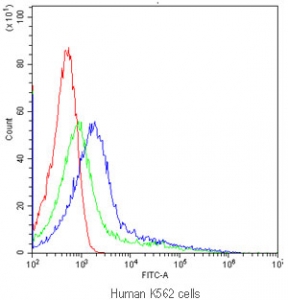 CYP1A1 Antibody Human K562 Flow Cytometry. Flow cytometric analysis of human K562 cells using CYP1A1 antibody demonstrated a rightward shift in fluorescence intensity (blue) compared with the isotype control (green) and unstained cells (red), indicating specific detection of CYP1A1 expression. CYP1A1 is a heme-containing cytochrome P450 monooxygenase that catalyzes Phase I xenobiotic metabolism and is induced through aryl hydrocarbon receptor (AHR) signaling following exposure to environmental toxicants. K562 cells were incubated with CYP1A1 antibody at 1 ug/10^6 cells following goat serum blocking. These results support the utility of CYP1A1 Antibody for flow cytometric studies of xenobiotic metabolism, AHR signaling, drug metabolism, and environmental toxicology.