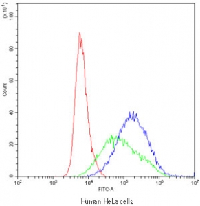 CYP1A1 Antibody Human HeLa Flow Cytometry. Flow cytometric analysis of human HeLa cells using CYP1A1 antibody demonstrated a clear rightward shift in fluorescence intensity (blue) compared with the isotype control (green) and unstained cells (red), indicating specific detection of CYP1A1 expression. CYP1A1 is a heme-containing cytochrome P450 monooxygenase that catalyzes Phase I xenobiotic metabolism and is induced through aryl hydrocarbon receptor (AHR) signaling following exposure to environmental toxicants. HeLa cells were incubated with CYP1A1 antibody at 1 ug/10^6 cells following goat serum blocking. These results support the utility of CYP1A1 Antibody for flow cytometric studies of xenobiotic metabolism, AHR signaling, drug metabolism, and environmental toxicology.