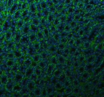 Immunofluorescent staining of FFPE rat kidney tissue with ATP1A1 antibody (green) and DAPI nuclear stain (blue). HIER: steam section in pH8 EDTA buffer for 20 min.