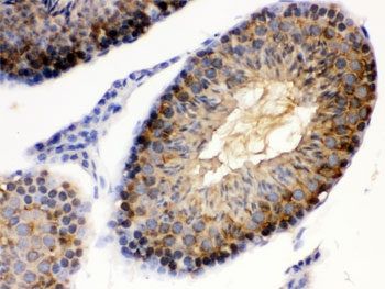 HSP90 alpha Antibody Mouse Testis IHC. Immunohistochemistry staining of FFPE mouse testis using HSP90 alpha Antibody / Heat Shock Protein 90 Alpha Antibody demonstrates strong cytoplasmic HRP-DAB brown staining within seminiferous tubule germ cell populations. The staining pattern is consistent with expression of HSP90 alpha (HSP90AA1), a highly conserved ATP-dependent molecular chaperone that regulates protein folding, stabilization of client proteins, cellular stress responses, and maintenance of proteostasis. HSP90 alpha is highly expressed in developing germ cells and other metabolically active cell populations, where it supports the function of signaling proteins required for cellular growth, differentiation, and survival. HIER was performed by boiling paraffin sections in pH 6, 10 mM citrate buffer for 20 minutes followed by cooling prior to immunostaining.