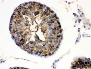 HSP90 alpha Antibody Rat Testis IHC. Immunohistochemistry staining of FFPE rat testis using HSP90 alpha Antibody / Heat Shock Protein 90 Alpha Antibody demonstrates strong cytoplasmic HRP-DAB brown staining within seminiferous tubule germ cell populations. The staining pattern is consistent with expression of HSP90 alpha (HSP90AA1), a highly conserved ATP-dependent molecular chaperone involved in protein folding, stabilization of client proteins, cellular stress responses, and maintenance of proteostasis. HSP90 alpha supports the maturation and function of numerous signaling proteins required for germ cell development, differentiation, and survival. HIER was performed by boiling paraffin sections in pH 6, 10 mM citrate buffer for 20 minutes followed by cooling prior to immunostaining.