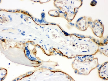 IHC testing of FFPE human placenta tissue with CD55 antibody. HIER: Boil the paraffin sections in pH 6, 10mM citrate buffer for 20 minutes and allow to cool prior to staining.
