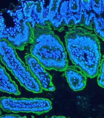 Villin Antibody for IF. Immunofluorescence analysis of Villin-1 (VIL1) in FFPE mouse intestine using a VIL1 Immunofluorescence Antibody (rabbit polyclonal). Villin Antibody for IF shows intense, continuous apical membrane staining of intestinal epithelial cells (green), sharply delineating the brush border along villus structures and clearly highlighting epithelial polarity, while nuclei are counterstained with DAPI (blue). The strong luminal fluorescence pattern is consistent with high Villin expression in microvilli-rich absorptive epithelium, supporting use of this antibody for high-resolution immunofluorescence imaging of epithelial architecture and apical cytoskeletal organization.