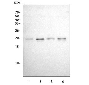 Western blot testing of human 1) HeLa, 2) HepG2, 3) MOLT4 and 4) MCF7 cell lysate with G-CSF antibody. Expected molecular weight ~22 kDa.