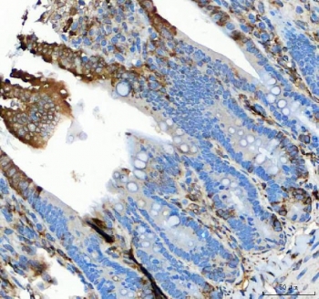 IHC staining of FFPE rat colon tissue with GRP78 antibody. HIER: boil tissue sections in pH8 EDTA for 20 min and allow to cool before testing.