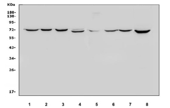 Western blot testing of 1) human HeLa, 2) human HepG2, 3) human Caco-2, 4) human A549, 5) human ThP-1, 6) human K562, 7) human PC-3 and 8) human U-87 MG cell lysate with HSC70 antibody. Predicted molecular weight ~71 kDa, routinely observed at 70-73 kDa.
