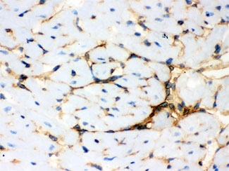 IHC testing of frozen mouse heart with Annexin A3 antibody.