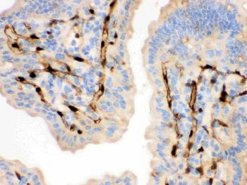 FABP4 Antibody Mouse Intestine IHC. Immunohistochemistry testing of FFPE mouse intestine with FABP4 antibody. HIER: Boil the paraffin sections in pH 6, 10mM citrate buffer for 20 minutes and allow to cool prior to staining.