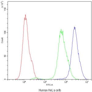 Flow cytometry testing of human HeLa cells with ARSA antibody at 1ug/10^6 cells (blocked with goat sera); Red=cells alone, Green=isotype control, Blue=ARSA antibody.