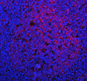 CD19 Antibody Human Tonsil IF. Immunofluorescence analysis of FFPE human tonsil tissue using CD19 Antibody / B Cell Marker Antibody. Heat induced antigen retrieval was performed using pH 8 EDTA buffer, and the tissue section was incubated with the primary antibody at 5 ug/ml overnight at 4Â°C. CD19 expression is shown in red with DAPI nuclear counterstain shown in blue. Strong membranous staining is observed in B cell populations, supporting the use of CD19 Antibody / B Cell Marker Antibody for studying B lymphocyte markers, immune cell localization and immune tissue organization.