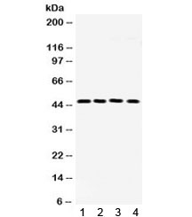 FRA2 Antibody Human and Rat WB. Western blot testing of 1) rat lung, 2) human HepG2, 3) A549 and 4) SW620 lysate with FRA2 antibody. Theoretical molecular weight ~35 kDa but observed at ~46 kDa (likely a highly phosphorylated form-see Ref 1).