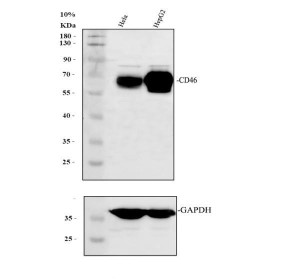 CD46 Antibody Human Cancer Cell WB. Western blot demonstrates detection of CD46 in human HeLa and HepG2 cell lysates. A broad immunoreactive band is observed between approximately 50-70 kDa, higher than the predicted molecular weight of 44 kDa due to extensive glycosylation of membrane cofactor protein. The strong signal in both cancer cell lines is consistent with the widespread expression of CD46 on human nucleated cells and its role as a complement regulatory glycoprotein. GAPDH serves as the loading control. This CD46 Antibody, also called Membrane Cofactor Protein Antibody, is suitable for studies of complement regulation, immune cell biology, and host-pathogen interactions.