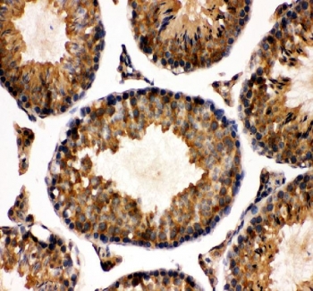 IHC staining of FFPE mouse testis tissue with TCP1 alpha antibody. HIER: boil tissue sections in pH8 EDTA for 20 min and allow to cool before testing.