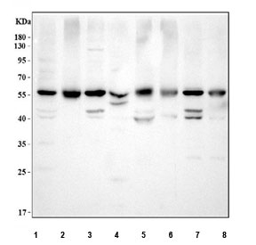 Western blot testing of human 1) rat heart, 2) rat ovary, 3) rat brain, 4) rat lung, 5) mouse heart, 6) mouse ovary, 7) mouse brain and 8) mouse lung tissue lysate with TCP1 alpha antibody. Expected molecular weight ~60 kDa.
