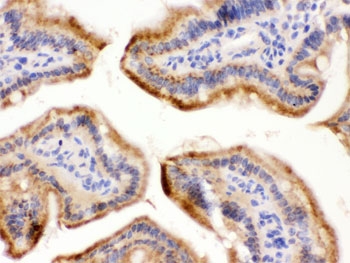 FUT1 Antibody Mouse Intestine IHC. Immunohistochemistry staining of FFPE mouse intestine using FUT1 Antibody demonstrates prominent membranous and apical cytoplasmic HRP-DAB brown staining within intestinal epithelial cells lining the mucosal villi. The staining pattern is consistent with expression of Fucosyltransferase 1 (FUT1), a glycosyltransferase responsible for synthesis of blood group H antigen and generation of fucosylated cell surface glycans. Strong epithelial localization is consistent with the established role of FUT1 in gastrointestinal tissues, where fucosylation contributes to epithelial differentiation, mucosal barrier function, host-microbe interactions, and regulation of cell surface carbohydrate antigens. The observed staining highlights the apical epithelial compartment, a major site of glycan biosynthesis and carbohydrate antigen expression within the intestinal mucosa. HIER: boil paraffin sections in pH 6, 10 mM citrate buffer for 20 minutes and allow to cool prior to staining.
