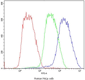 Flow cytometry testing of human HeLa cells with BMP6 antibody at 1ug/10^6 cells (blocked with goat sera); Red=cells alone, Green=isotype control, Blue=BMP6 antibody.
