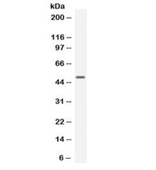 Western blot testing of human HeLa lysate with EDNRB antibody. Expected molecular weight of EDNRB is ~49â59 kDa (predicted), but the receptor consistently migrates around ~45 kDa on SDS-PAGE, often appearing as a single or doublet band depending on glycosylation state. This pattern is well-documented in peer-reviewed studies.