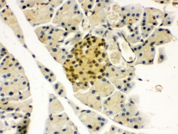 PAX6 Antibody Rabbit Polyclonal immunohistochemistry analysis of mouse pancreas tissue. Formalin-fixed paraffin-embedded mouse pancreas stained with PAX6 Antibody Rabbit Polyclonal. HRP-DAB brown chromogenic staining highlights nuclei of endocrine cells within pancreatic islets, consistent with the expected nuclear localization of Paired Box Protein Pax-6 / PAX6. HIER: boil the paraffin sections in pH 6, 10mM citrate buffer for 20 minutes and allow to cool prior to staining.