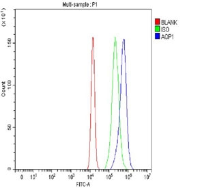 Flow cytometry testing of human U-2 OS cells with Aquaporin 1 antibody at 1ug/million cells (blocked with goat sera); Red=cells alone, Green=isotype control, Blue= Aquaporin 1 antibody.