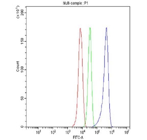 Flow cytometry testing of fixed and permeabilized human HepG2 cells with CDC25B antibody at 1ug/million cells (blocked with goat sera); Red=cells alone, Green=isotype control, Blue= CDC25B antibody.