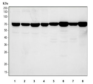 Western blot testing of 1) human 293T, 2) human MCF7, 3) human HepG2, 4) human HeLa, 5) rat brain, 6) rat kidney, 7) mouse brain and 8) mouse kidney tissue lysate with SDHA antibody. Predicted molecular weight ~73 kDa.