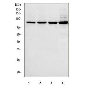 SERT Antibody Human Cell Line WB. Western blot analysis of human HepG2, Caco-2, A549, and SH-SY5Y cell lysates using SERT Antibody / Serotonin Reuptake Transporter Antibody demonstrates a strong immunoreactive band migrating within the 85-95 kDa range in all samples tested. The observed molecular weight is consistent with the glycosylated form of the Serotonin Transporter (SERT/SLC6A4), a membrane-associated protein responsible for serotonin reuptake and regulation of serotonergic neurotransmission. SERT is known to undergo extensive post-translational glycosylation, resulting in migration at a higher apparent molecular weight than the approximately 70 kDa unglycosylated core protein. The consistent detection of a prominent band across multiple human cell lines supports recognition of SERT and is consistent with the broad physiological importance of serotonin transport in cellular signaling and neurotransmitter regulation. Expected molecular weight: ~70 kDa (unglycosylated) and ~85-95 kDa (glycosylated).