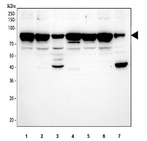 Western blot testing of human 1) HEL, 2) A549, 3) HaCaT, 4) U-251, 5) K562, 6) SiHa and 7) RT4 cell lysate with STAT3 antibody. Expected molecular weight: ~92 kDa (alpha) and ~83 kDa (beta).