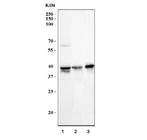 MKK3 Antibody / p38 MAP Kinase Kinase Antibody Multi-Species WB. Western blot analysis of 1) human HeLa, 2) rat kidney, and 3) mouse NIH 3T3 lysates using MKK3 Antibody / p38 MAP Kinase Kinase Antibody. A specific immunoreactive band is detected at approximately 39 kDa in all tested samples, consistent with MKK3 expression. The predicted molecular weight of MKK3 is approximately 39 kDa. These results demonstrate reliable detection of MKK3, a dual-specificity protein kinase that activates the p38 MAPK signaling pathway in response to inflammatory cytokines, environmental stress, and DNA damage, thereby regulating stress-responsive signaling, apoptosis, differentiation, and immune responses.