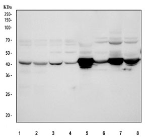 Western blot testing of 1) human Jurkat, 2) human ThP-1, 3) human MCF7, 4) human HEL, 5) rat heart, 6) rat liver, 7) mouse heart and 8) mouse liver tissue lysate with IDH2 antibody. Predicted molecular weight: 45-51 kDa (two isoforms).