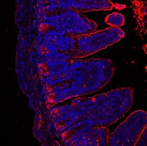 Immunofluorescent staining of FFPE mouse ileum with Lysozyme antibody (red) and DAPI (blue). HIER: Boil the paraffin sections in pH 6, 10mM citrate buffer for 20 minutes and allow to cool prior to staining.