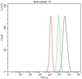 Flow cytometry testing of fixed and permeabilized human U-87 MG cells with RAC1 antibody at 1ug/million cells (blocked with goat sera); Red=cells alone, Green=isotype control, Blue= RAC1 antibody.