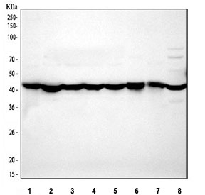 Western blot testing of human 1) placenta, 2) HeLa, 3) HepG2, 4) 293T, 5) A431, 6) U-87 MG, 7) U937 and 8) K562 cell lysate with anti-Actin antibody. Expected molecular weight: 42-45 kDa.
