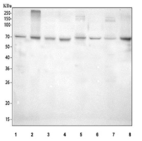 Western blot testing of 1) human Jurkat, 2) human CCRF-CEM, 3) human Raji, 4) human PC-3, 5) rat brain, 6) rat C6, 7) mouse brain and 8) mouse 3T3-L1 lysate with SHP-2 antibody. Expected/observed molecular weight: ~68 kDa.