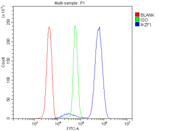 IKZF1 Antibody U937 Flow Cytometry. Flow cytometric analysis of human U937 cells stained with IKZF1 Antibody / Ikaros Family Zinc Finger 1 Antibody demonstrates a pronounced rightward shift of the antibody-stained population (blue) relative to both the isotype control (green) and unstained cells (red). The observed fluorescence profile is consistent with expression of IKZF1 (Ikaros), a zinc finger transcription factor that functions as a master regulator of hematopoietic differentiation, lymphoid development, and transcriptional control of immune-related gene expression. The clear separation between the IKZF1-positive and control populations supports specific detection of endogenous IKZF1 by intracellular flow cytometry. Cells were fixed with 4% paraformaldehyde, permeabilized, and stained with IKZF1 antibody (1 ug/10^6 cells), followed by DyLight 488-conjugated secondary antibody detection. Red = unstained cells, Green = isotype control, Blue = IKZF1 antibody.