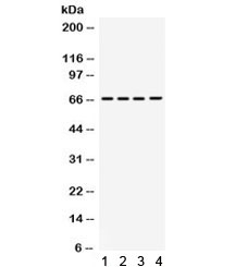 Western blot testing of 1) rat brain, 2) mouse brain, 3) human HepG2 and 4) human HeLa lysate with STXBP2 antibody. Expected molecular weight ~66 kDa.