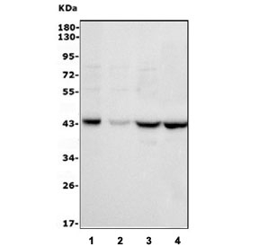 Western blot testing of human 1) Raji, 2) SCG-7901, 3) SW620 and 4) Jurkat cell lysate with MICA antibody. Predicted molecular weight: ~43 kDa but may be observed at 38-62 kDa depending on truncation and glycosylation level.