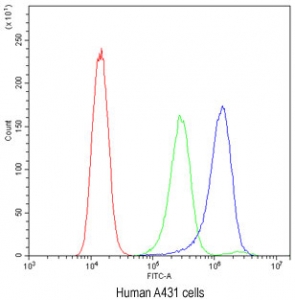 Flow cytometry testing of human A431 cells with ATG14L antibody at 1ug/10^6 cells (blocked with goat sera); Red=cells alone, Green=isotype control, Blue= ATG14L antibody.
