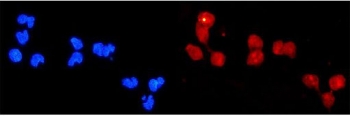 Immunofluorescent staining of FFPE human U-2 OS cells with DDB2 antibody (red) and DAPI nuclear stain (blue). HIER: steam section in pH6 citrate buffer for 20 min.