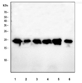 Western blot analysis using Smac antibody. Lane 1: human 293T whole cell lysates; Lane 2: human HeLa whole cell lysates; Lane 3: human HepG2 whole cell lysates; Lane 4: human Jurkat whole cell lysates; Lane 5: rat testis tissue lysates; Lane 6: mouse testis tissue lysates. The predicted molecular weight of DIABLO is ~27 kDa. A predominant band is observed at ~20 kDa, consistent with the commonly observed mature, mitochondrially processed form of Smac on SDS-PAGE.
