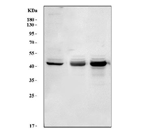 Western blot testing of 1) human HeLa, 2) rat brain and 3) mouse brain lysate with NDRG2 antibody. Expected molecular weight ~41 kDa.