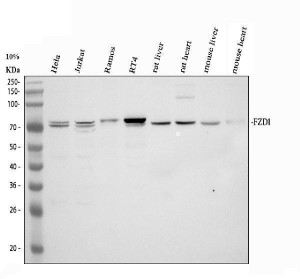 FZD1 Antibody Human, Mouse and Rat WB. Western blot analysis of FZD1 Antibody using lysates from lane 1: human HeLa cells, lane 2: human Jurkat cells, lane 3: human Ramos cells, lane 4: human RT4 cells, lane 5: rat liver, lane 6: rat heart, lane 7: mouse liver and lane 8: mouse heart. A specific band is detected at approximately 71 kDa, consistent with the predicted molecular weight of FZD1. These results demonstrate cross-species detection of endogenous Frizzled 1 and support the use of FZD1 Antibody for investigating Wnt receptor expression and signaling in human and rodent tissues.